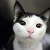 Photos: You Can Adopt These Pretty Kitties At Brooklyn Adoption Event Today